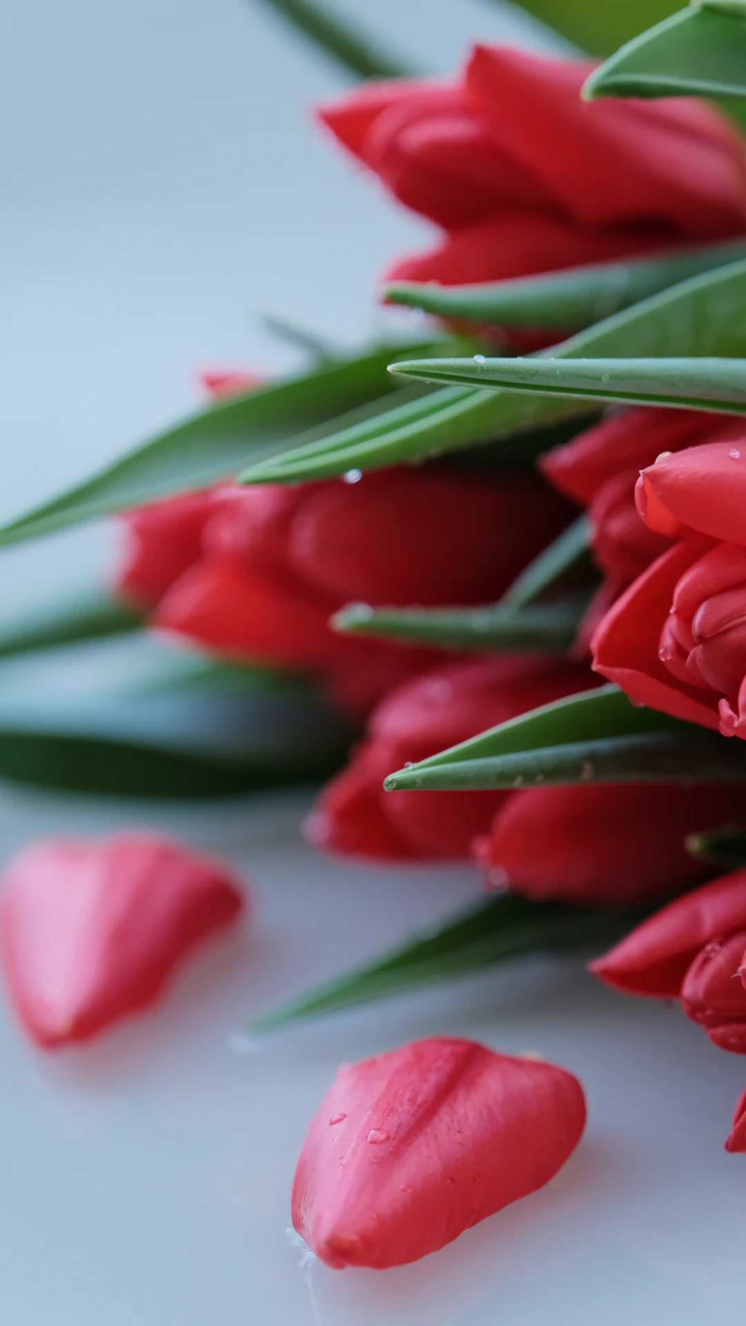 A bunch of red flowers sitting on top of a table